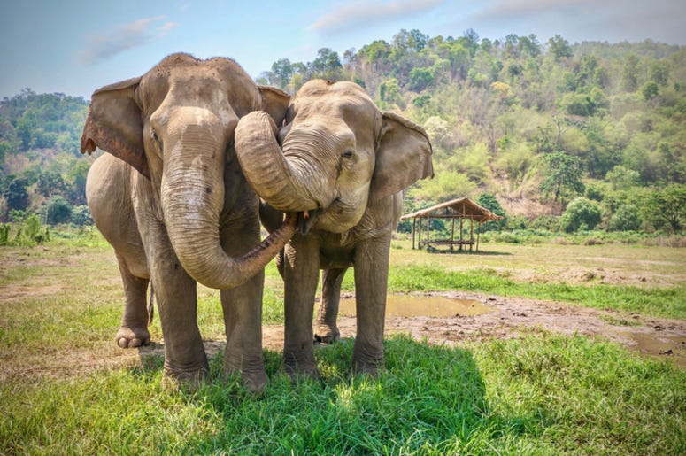 Elephants Elephants
