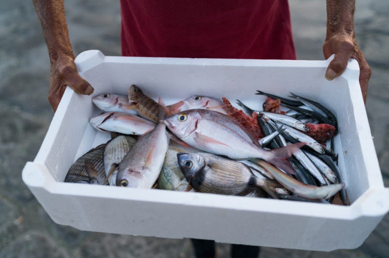Fish Fish