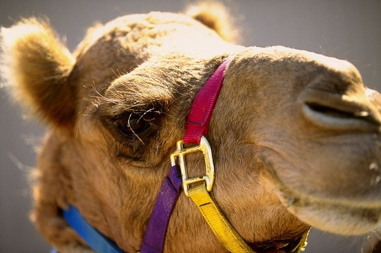 camel camel