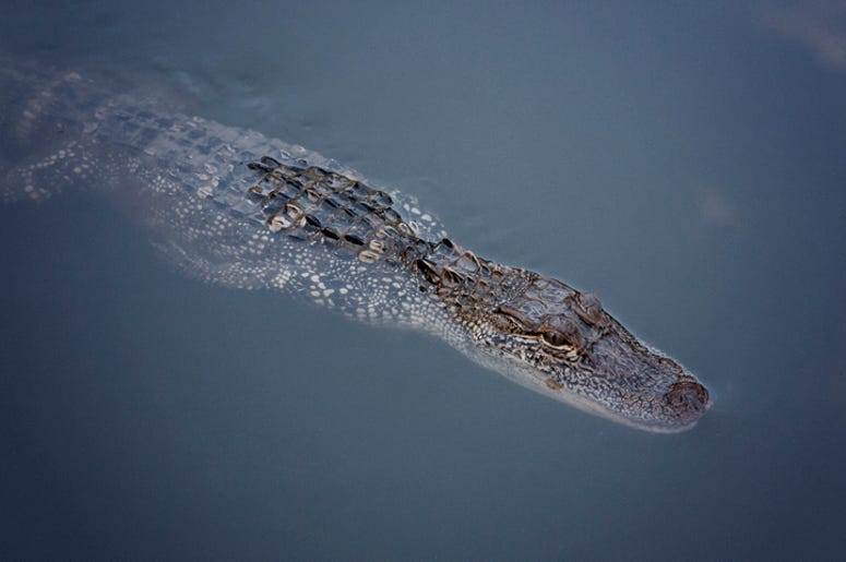 Alligator