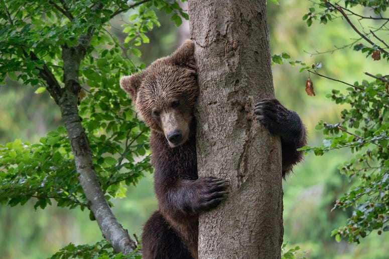 Bear in a tree