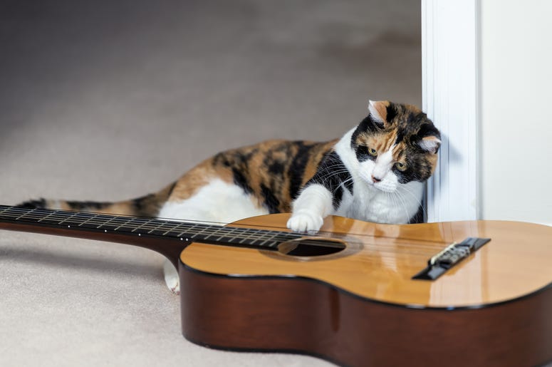 Cat Playing Guitar