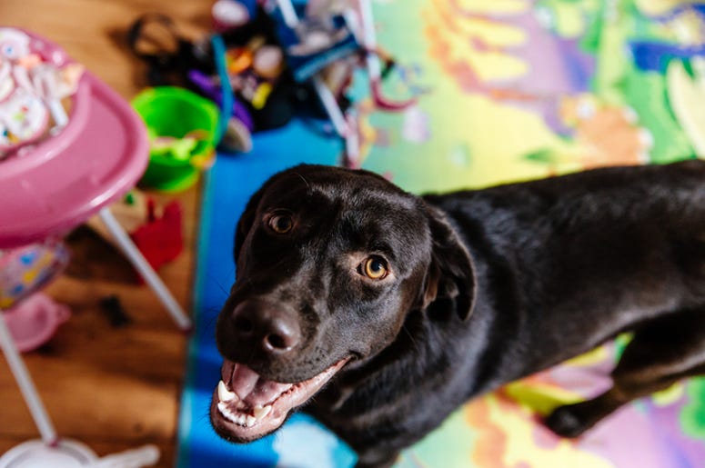 Dog with toys
