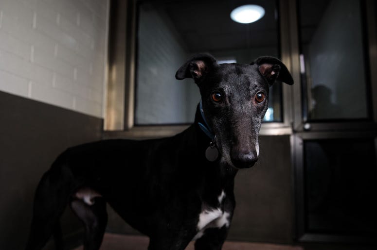 dog shelter