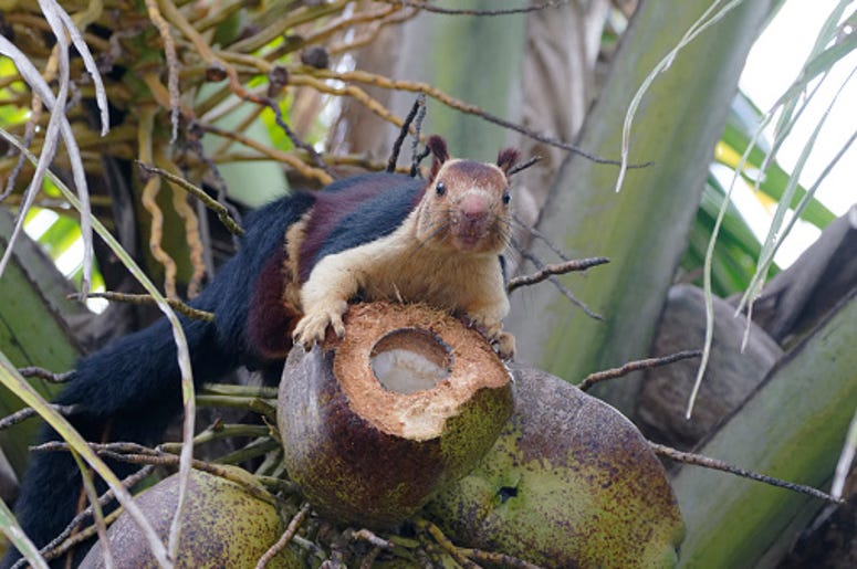 Giant Malabar Squirrel