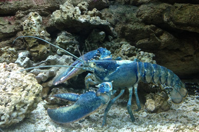 Blue Lobster