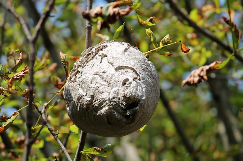 Bees, Wasps, Nest, Beehive, Tree Bees, Wasps, Nest, Beehive, Tree