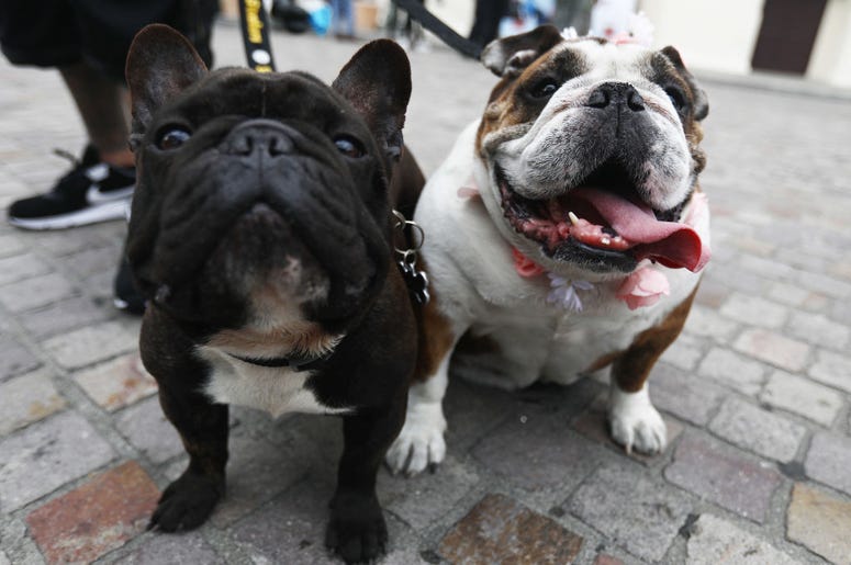 dogs dogs