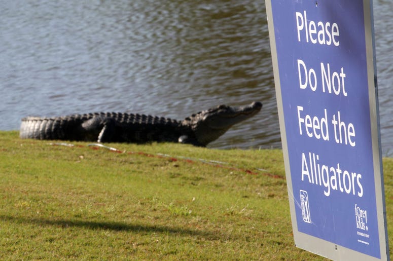 Alligator sign