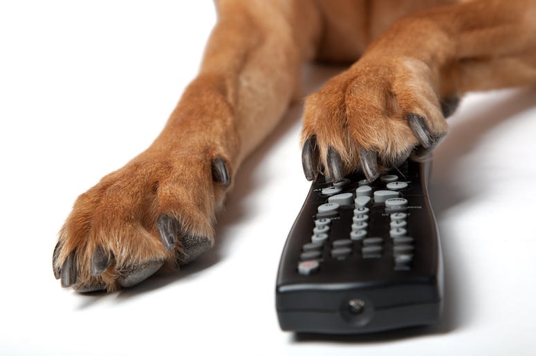 Dog, Paw, Remote, TV, Remote Control Dog, Paw, Remote, TV, Remote Control
