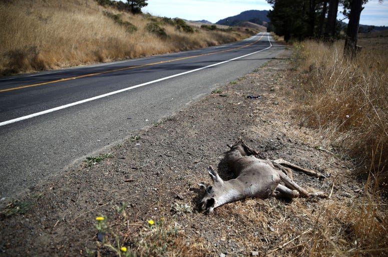 roadkill roadkill