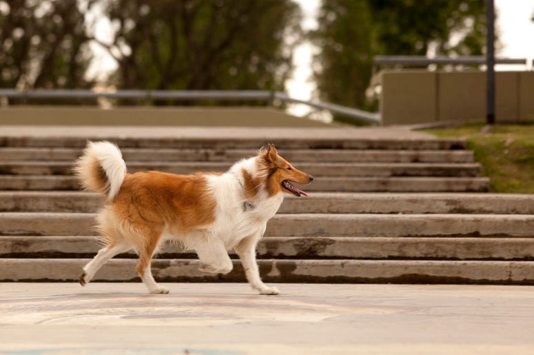 dogs dogs