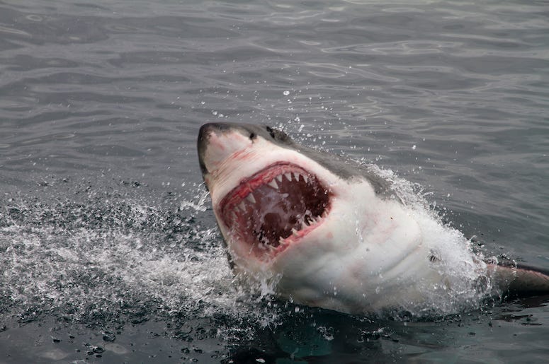 Great White, Shark, Attack, Teeth, Ocean Great White, Shark, Attack, Teeth, Ocean
