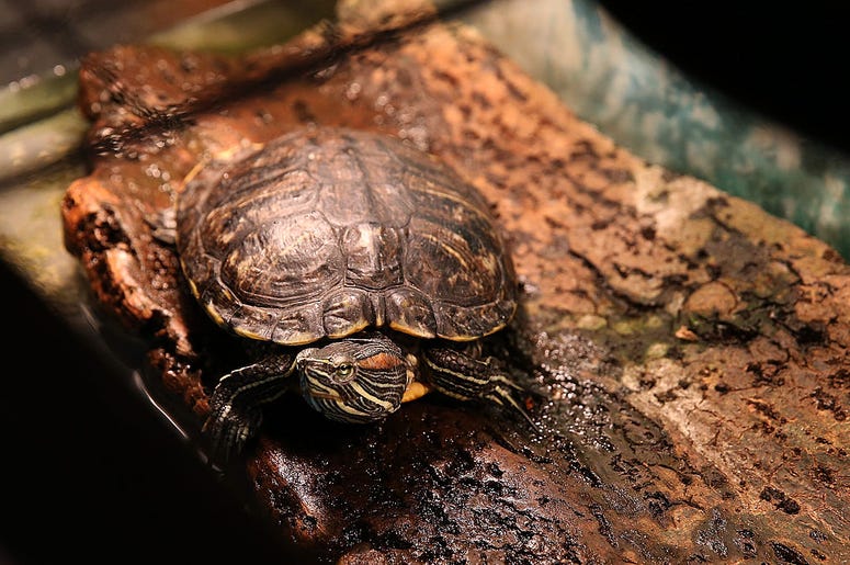 turtle turtle