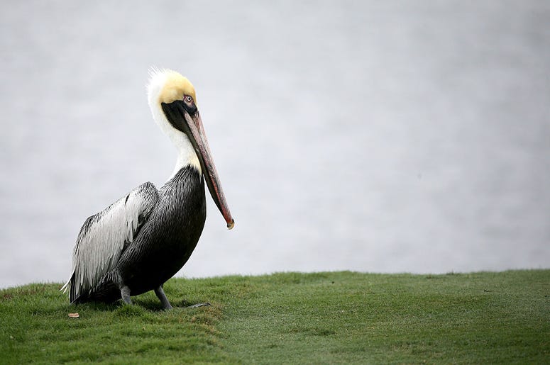 pelican pelican