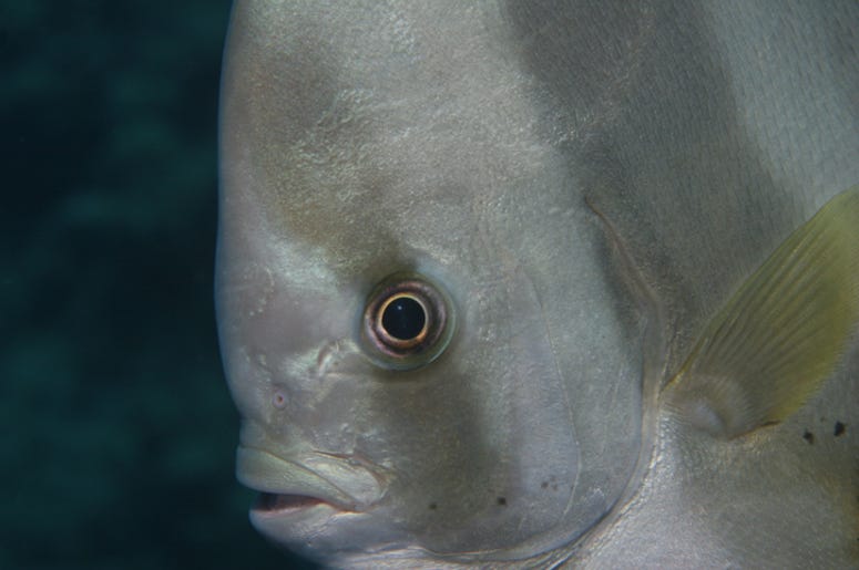 Ratfish