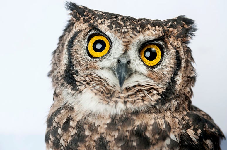 owl owl