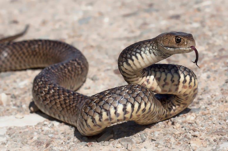 Eastern Brown Snake, Outdoors, Rock, Tongue Eastern Brown Snake, Outdoors, Rock, Tongue