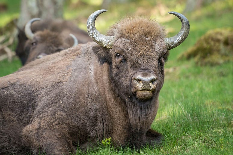 buffalo buffalo