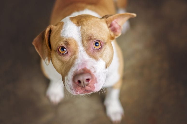 Pit Bull