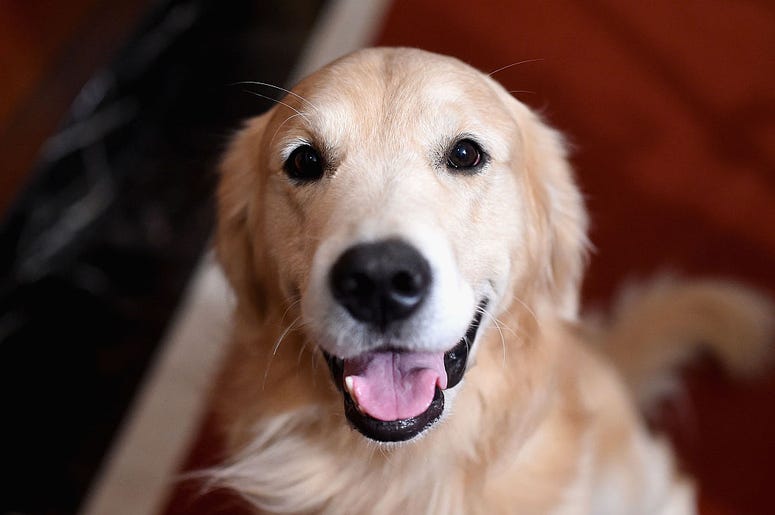 dog dog