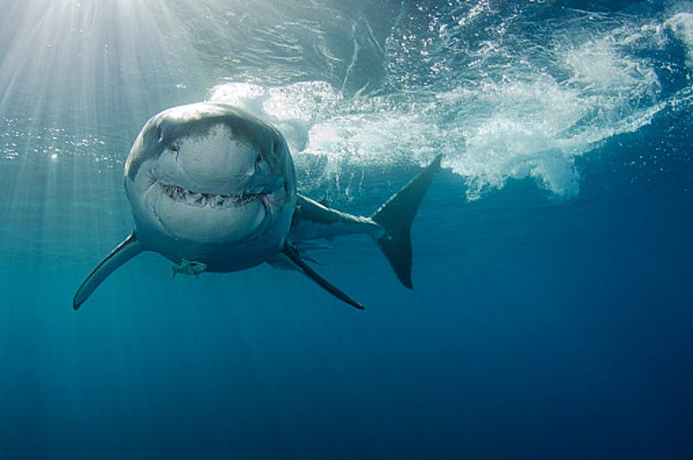 Great White Shark
