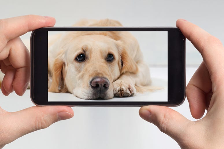 Dog on a smart phone