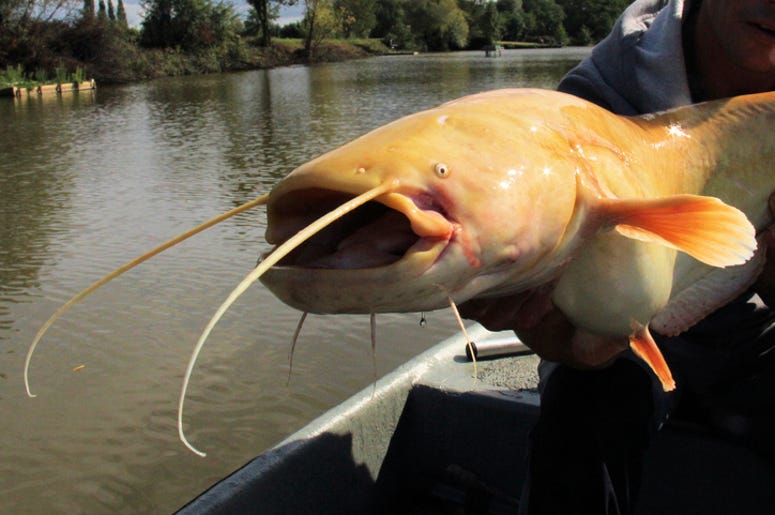 Albino Catfish