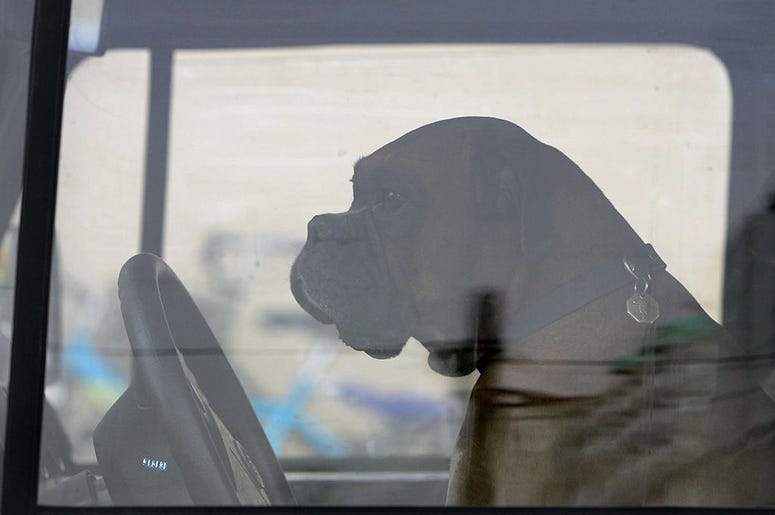 dog in car dog in car