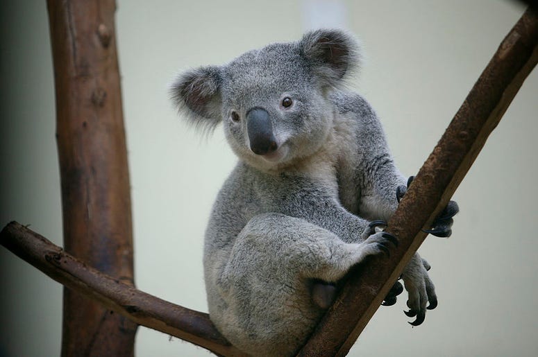 Koala Koala