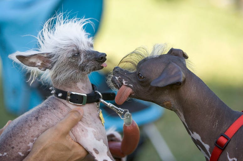 Worlds ugliest dog contest 2007