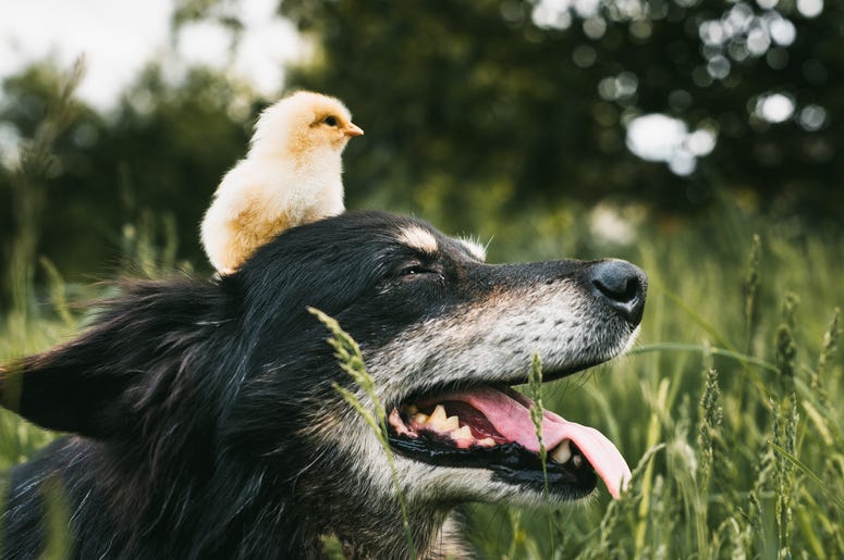 Dog and Bird