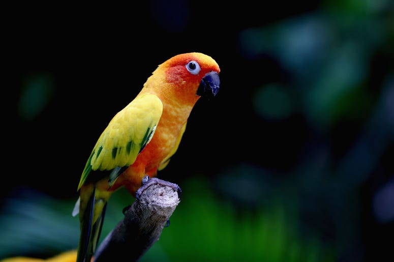 parakeet parakeet