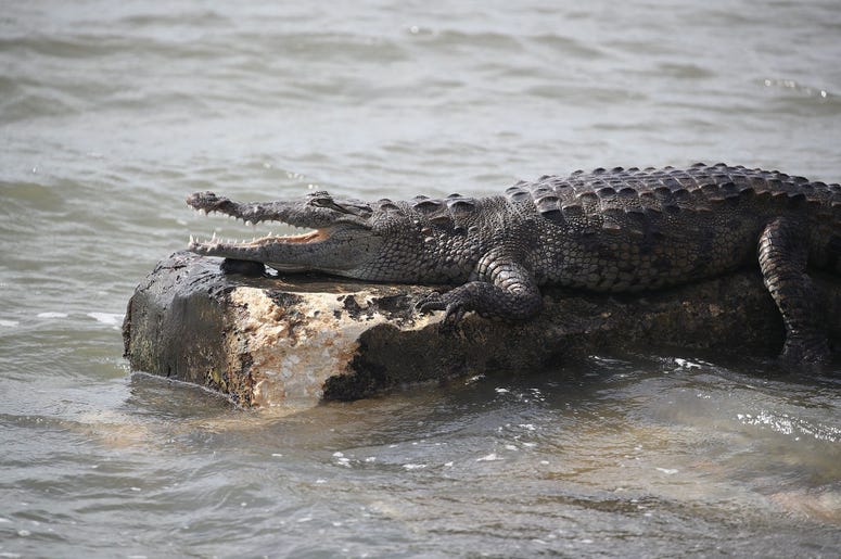 Crocodile Crocodile