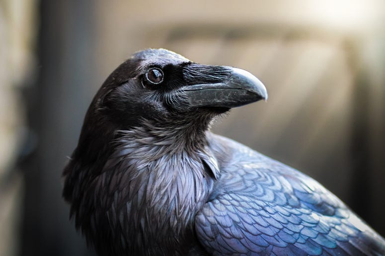 Crow