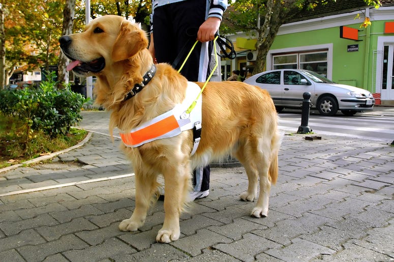 Guide Dog, Seeing Eye Dog, Blind Human, Pet, Owner, Animal, Pup, Dog, Golden Retriever Guide Dog, Seeing Eye Dog, Blind Human, Pet, Owner, Animal, Pup, Dog, Golden Retriever