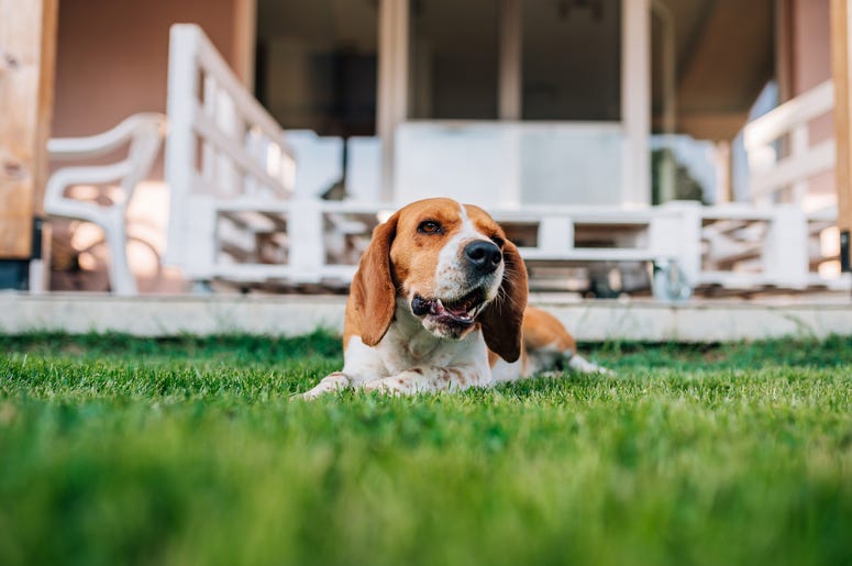 Dog on the lawn