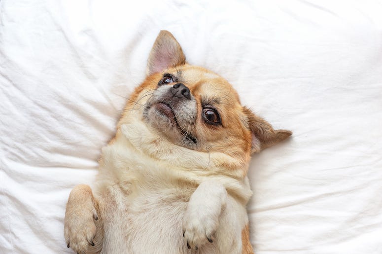 Chihuahua, Dog, Sleep, Bed, White Sheets Chihuahua, Dog, Sleep, Bed, White Sheets