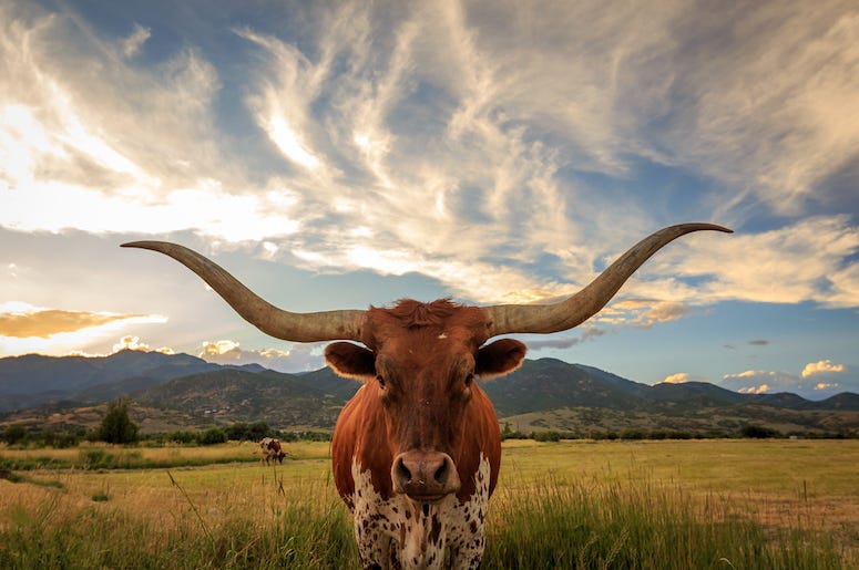 Texas Longhorn, Longhorn, Horns, Sky, Prairie,Grass, Field Texas Longhorn, Longhorn, Horns, Sky, Prairie,Grass, Field