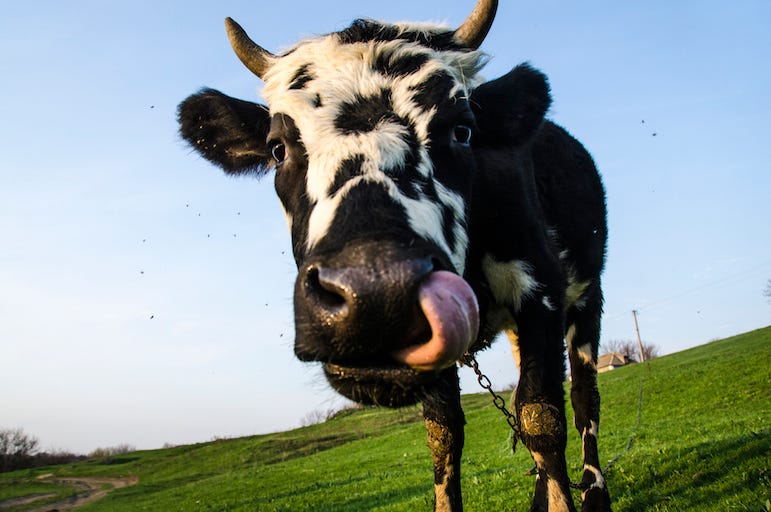Cow, Field, Tongue, Nose, Close Up Cow, Field, Tongue, Nose, Close Up