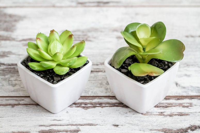 House_Plant House_Plant