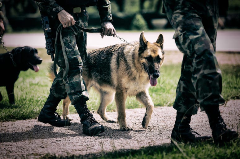 Soldier with military working dog Soldier with military working dog