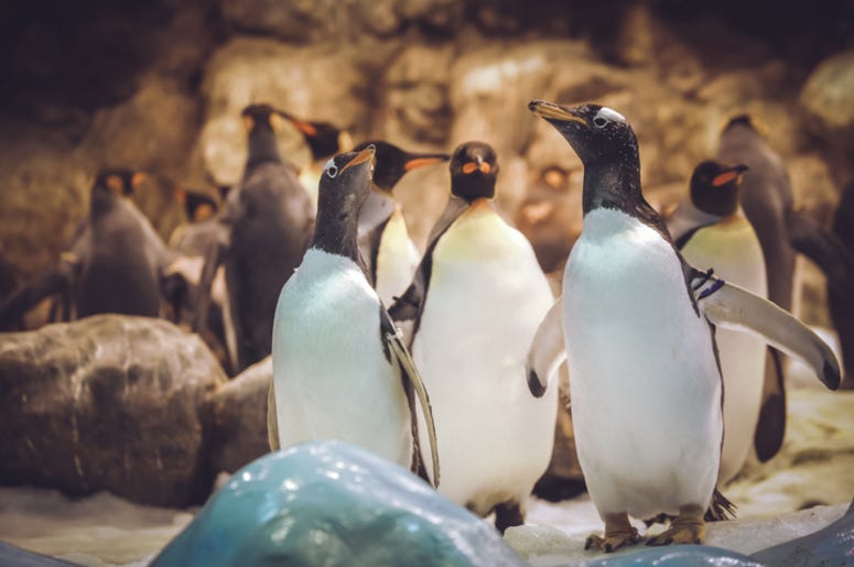 Penguins Penguins