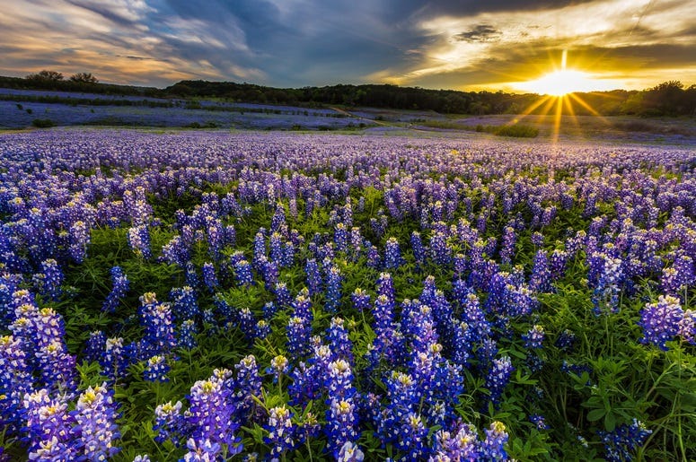 Texas Texas
