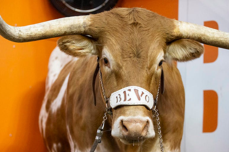 Bevo, Texas Longhorns, Mascot, 2018 Bevo, Texas Longhorns, Mascot, 2018