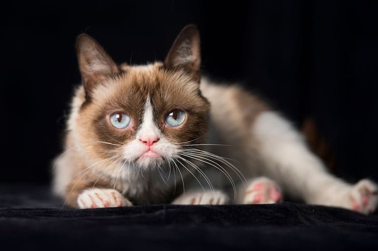 Grumpy Cat, Pose, Black Background, Cat, Kitty, 2014 Grumpy Cat, Pose, Black Background, Cat, Kitty, 2014