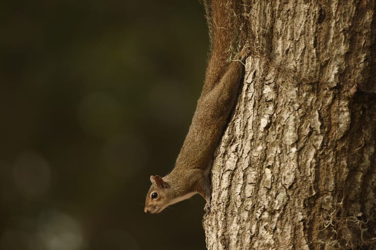 squirrel squirrel