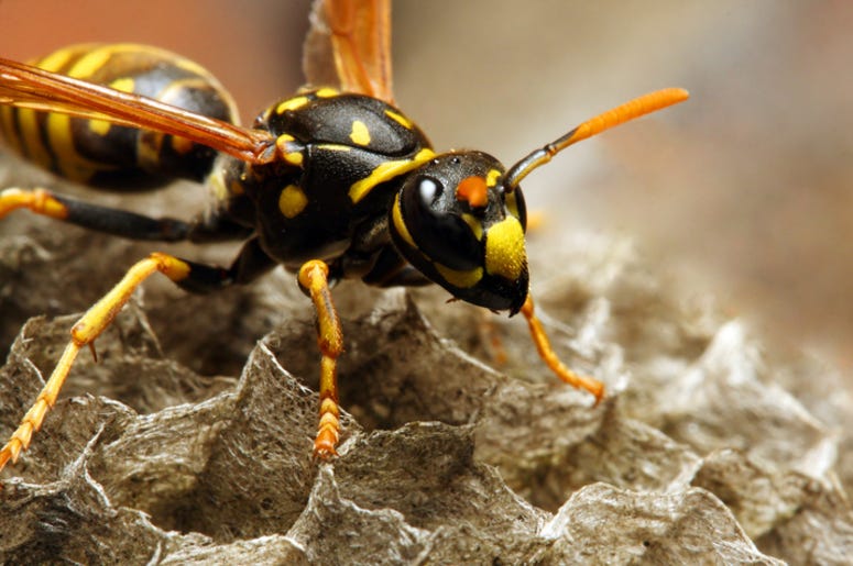 Wasp Wasp