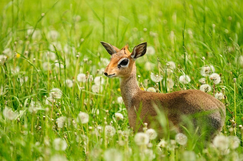 bambi bambi