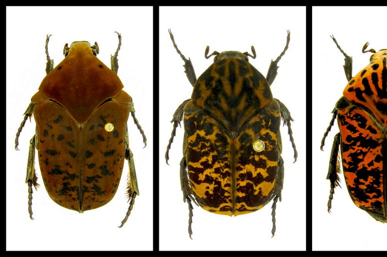 beetles beetles